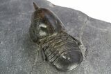 Pelagic Trilobite (Cyclopyge) Fossil - Exceptional Specimen #311825-7